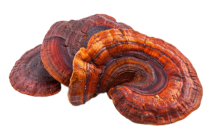 Reishi